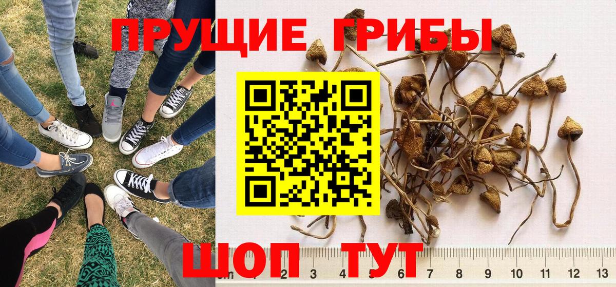 Фрязино  Псилоцибиновые грибы MAGIC MUSHROOMS  купить наркоту  Вход с VPN  Псилоцибиновые грибы MAGIC MUSHROOMS 